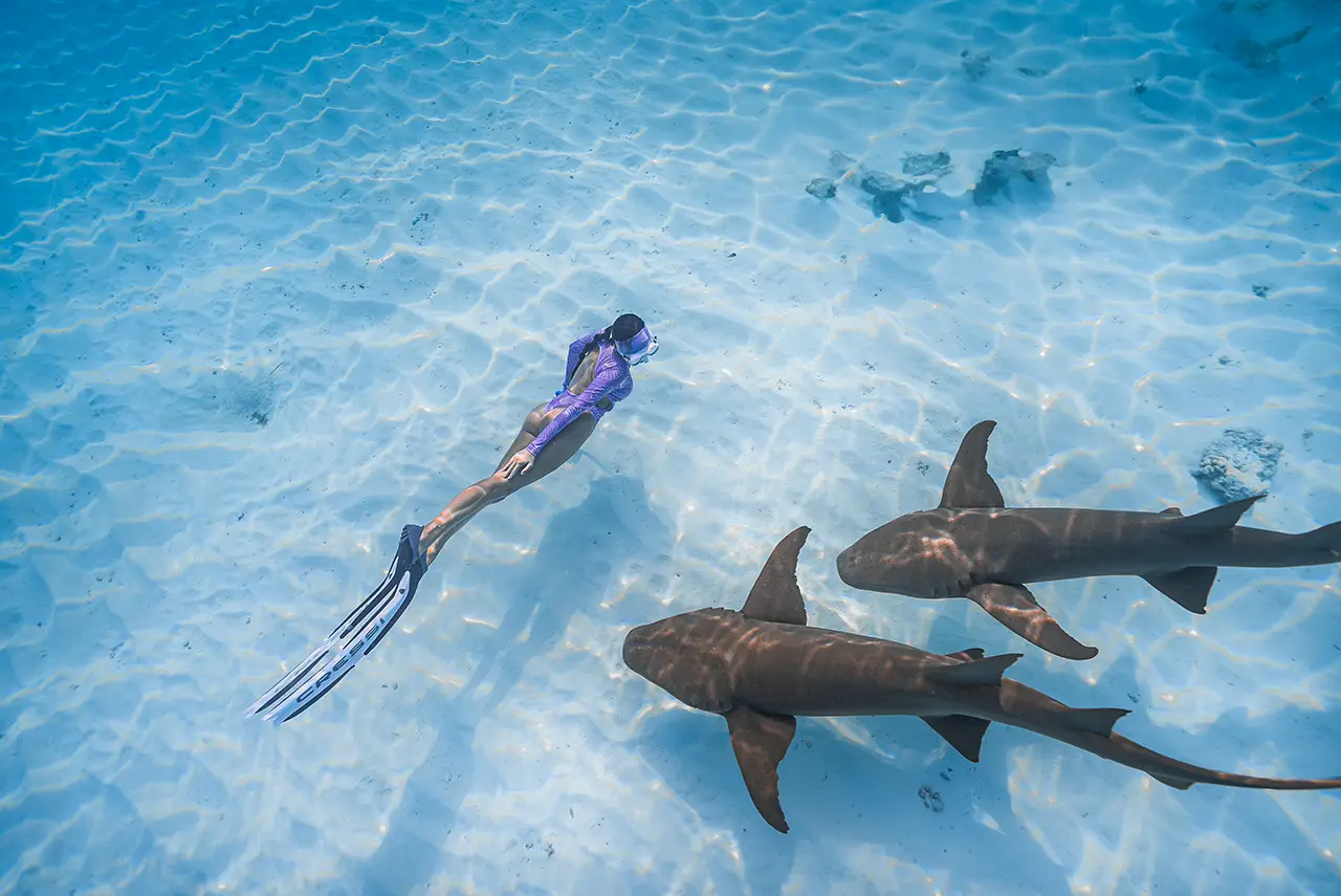 Snorkeling alongside sharks in clear turquoise water